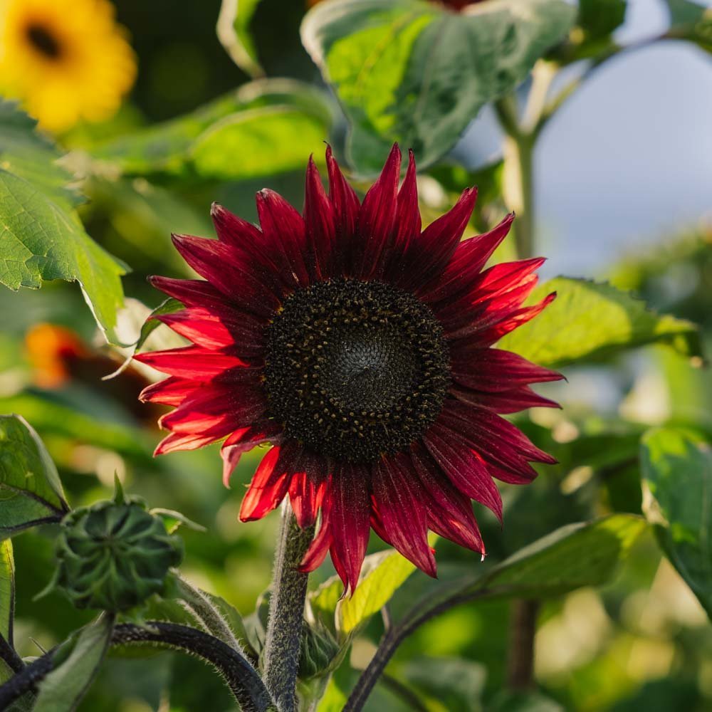 Röd solros medium - Cirka 20 ekologiska Frön