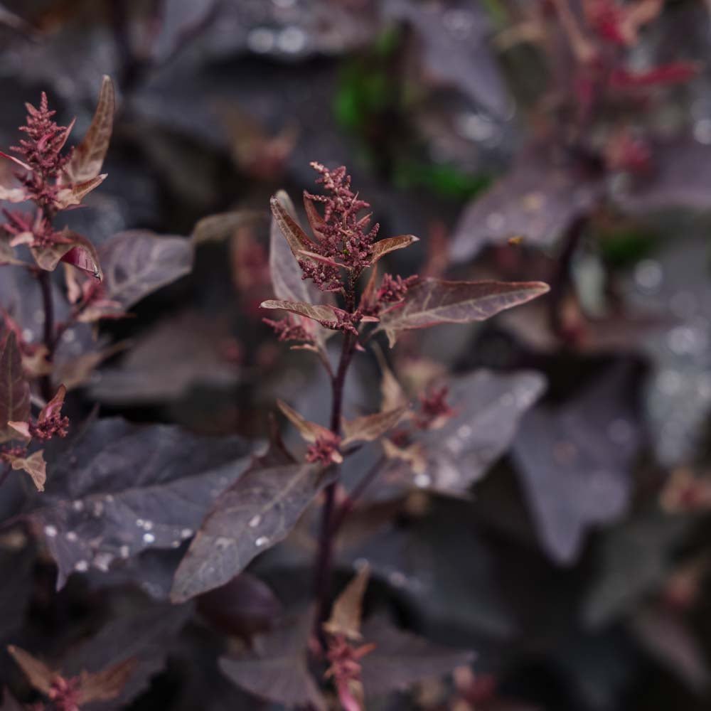 Röd trädgårdsmålla frö - 100 Ekologiska Frön