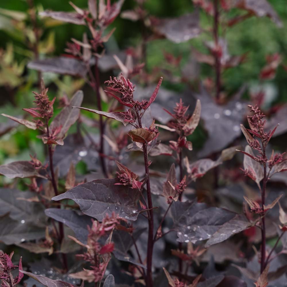 Röd trädgårdsmålla frö - 100 Ekologiska Frön