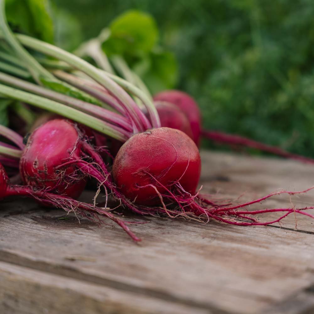 Rödbetsfrön 'Chioggia' - 50 Ekologiska Frön