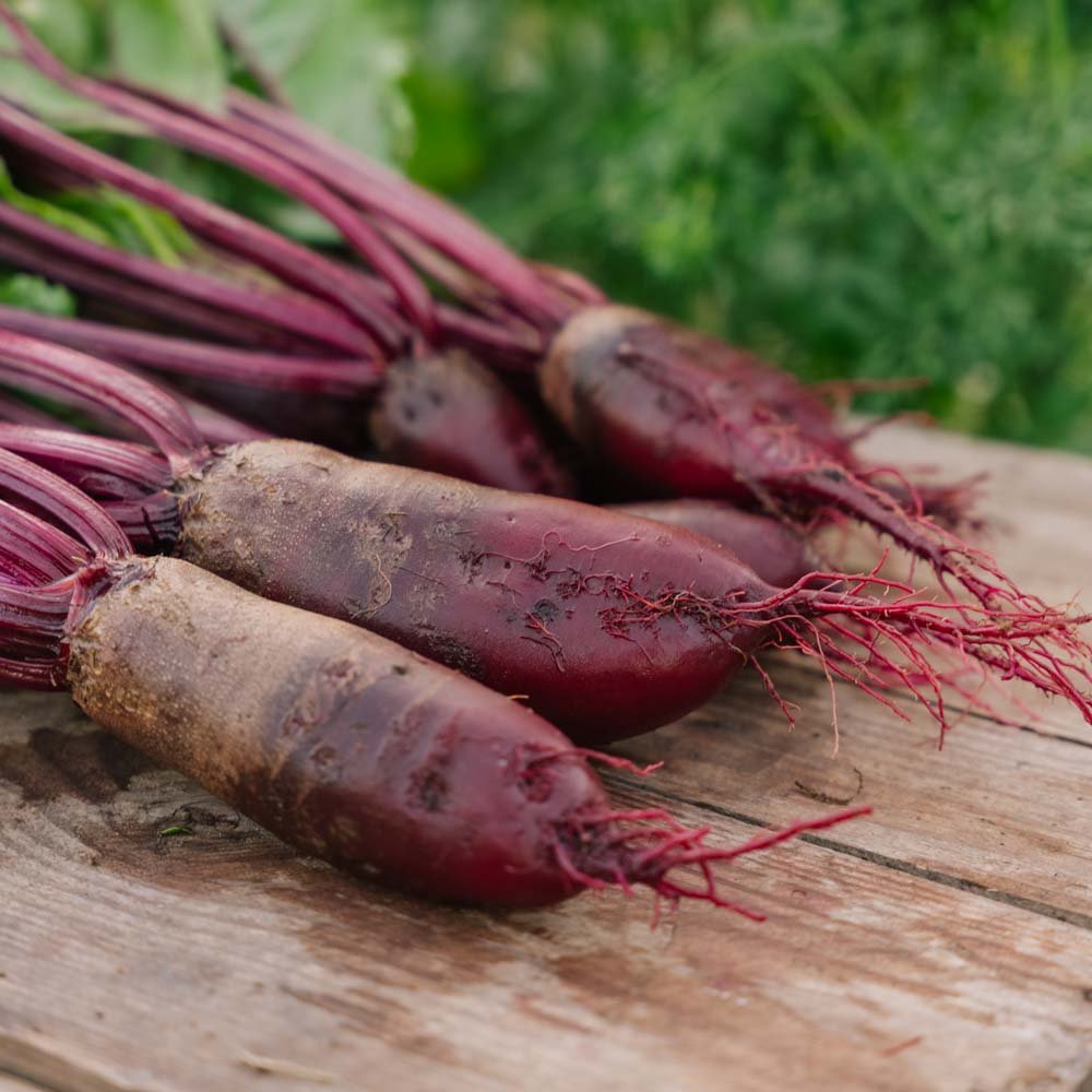 Rödbetsfrön 'Cylindra' - 50 Ekologiska Frön