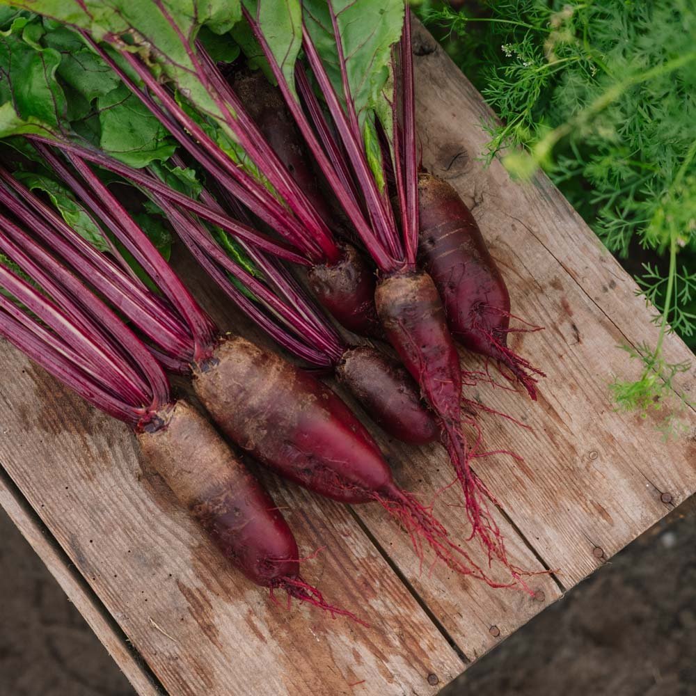 Rödbetsfrön 'Cylindra' - 50 Ekologiska Frön