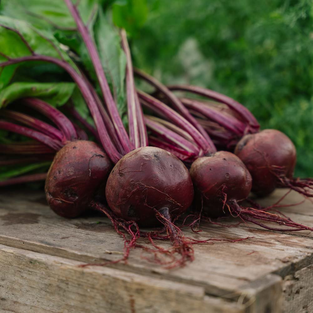 Rödbetsfrön 'Detroit 2' - 50 Ekologiska Frön