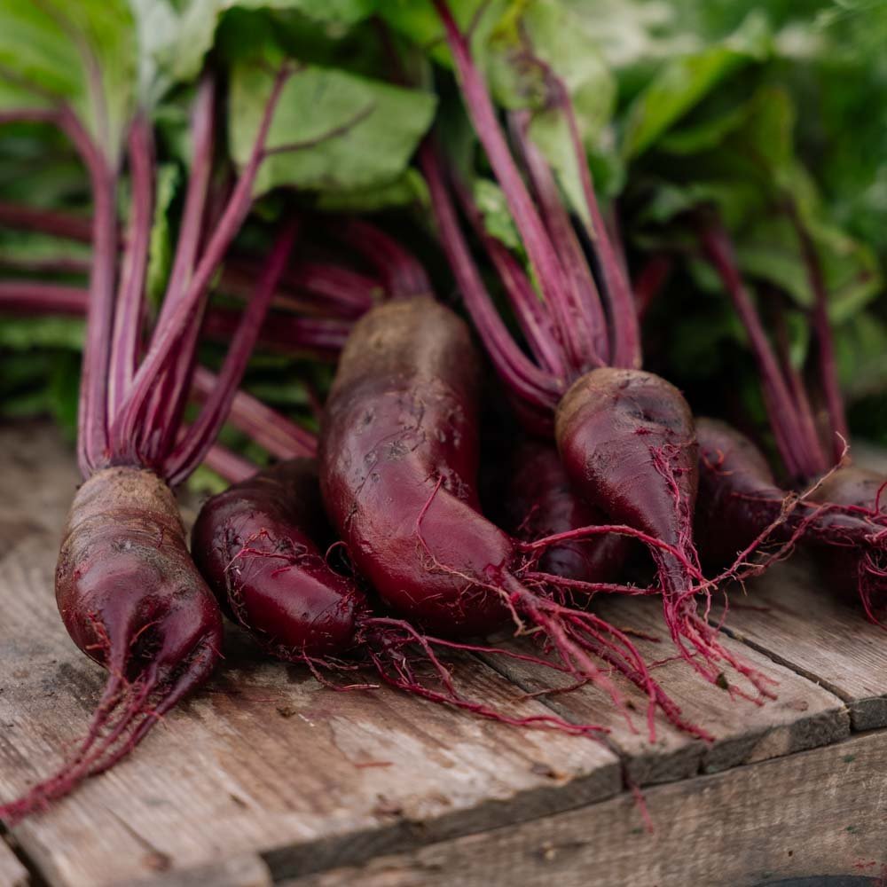 Rödbetsfrön 'Foniro' - 50 Ekologiska Frö