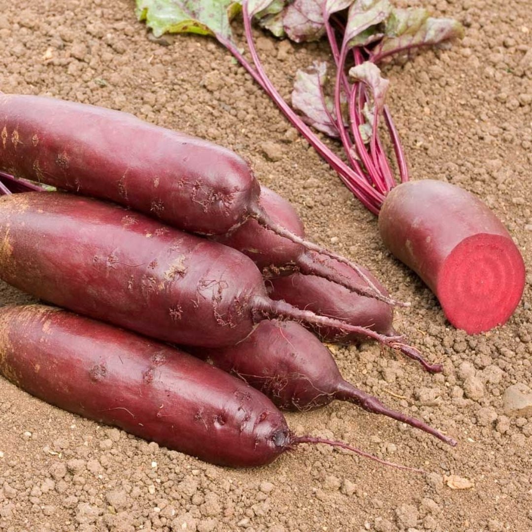Rödbetsfrön 'Foniro' - 50 Ekologiska Frö