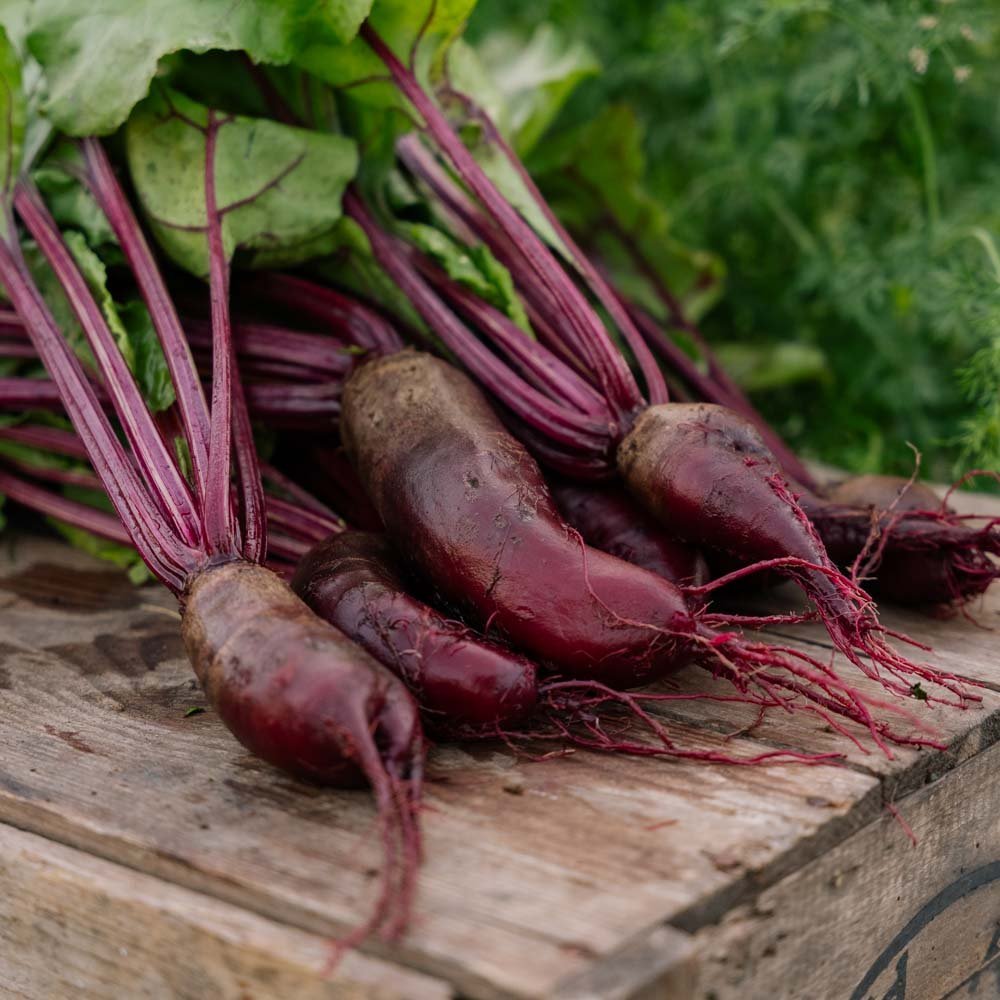 Rödbetsfrön 'Foniro' - 50 Ekologiska Frö