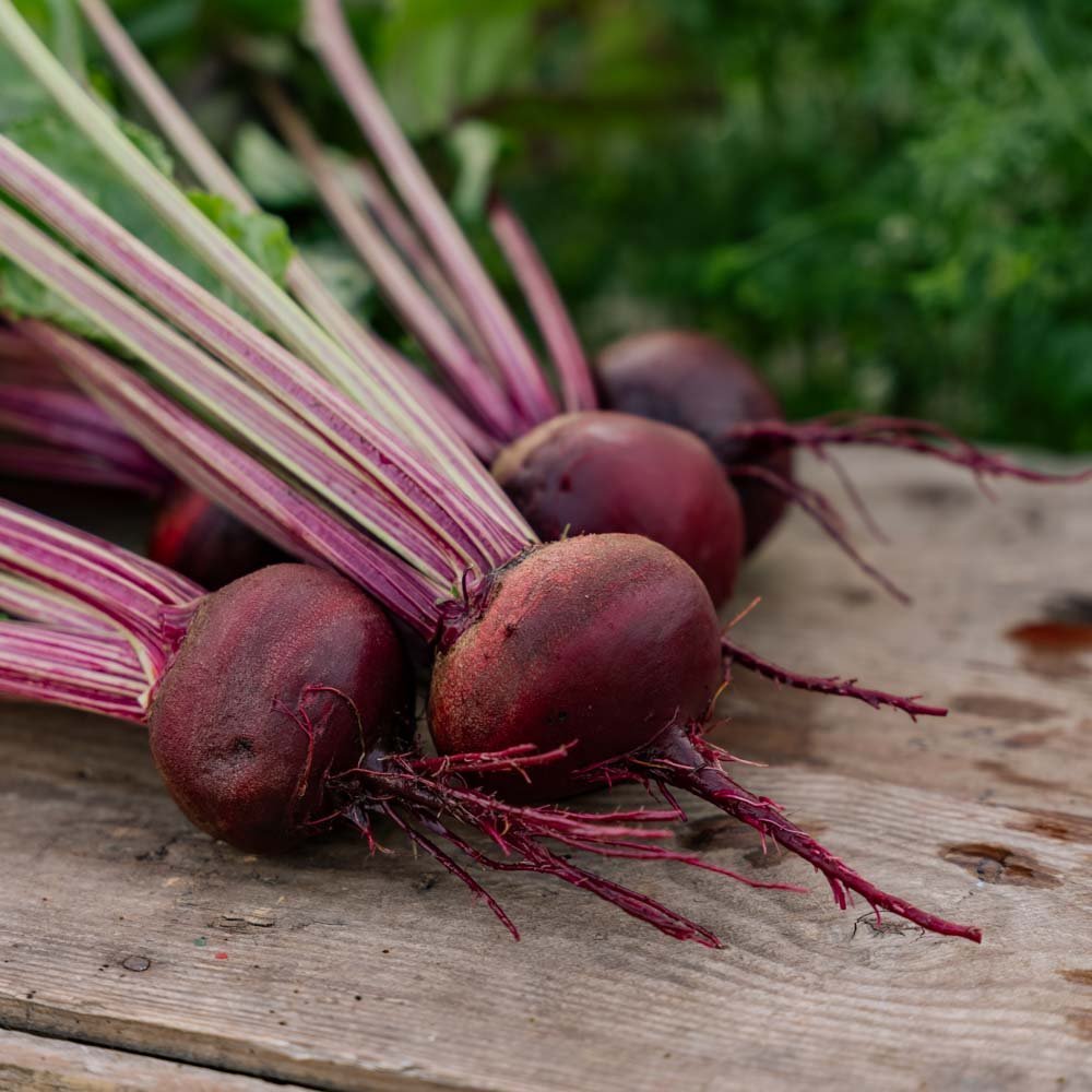 Rödbetsfrön 'Rouschka' - 50 Ekologiska Frön