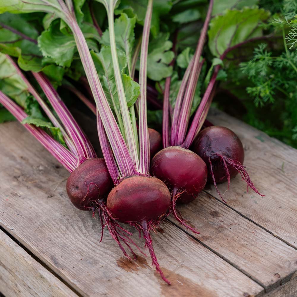 Rödbetsfrön 'Rouschka' - 50 Ekologiska Frön