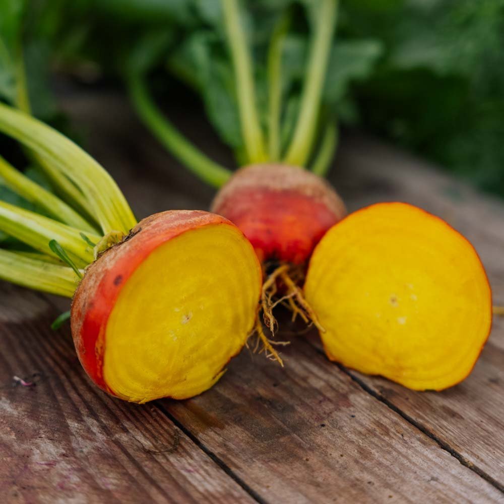 Rödbetsfrön 'Wintersonne' - 50 Ekologiska Frö