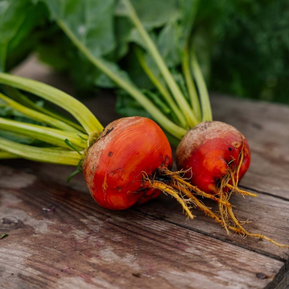 Rödbetsfrön 'Wintersonne' - 50 Ekologiska Frö