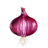 Rödlök