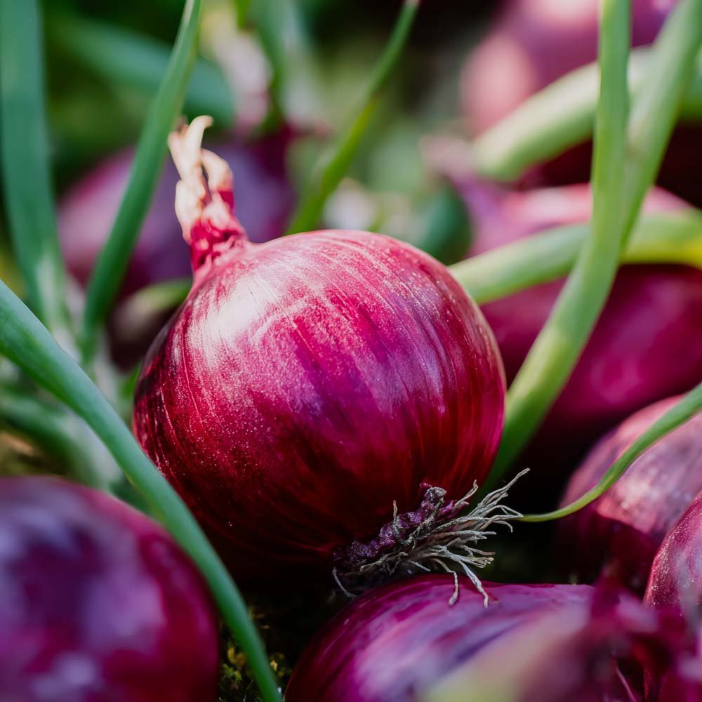 Rödlöksfrö 'Red baron' - 100 Ekologiska Frö