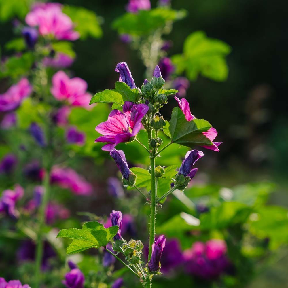 Rödmalva frö 'Mauritanica' - 100 Ekologiska Frön