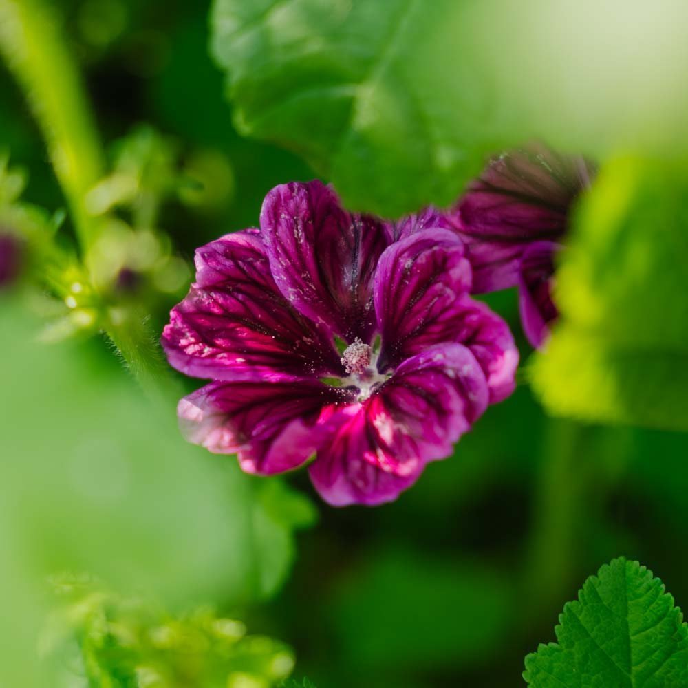 Rödmalva frö 'Mauritanica' - 100 Ekologiska Frön