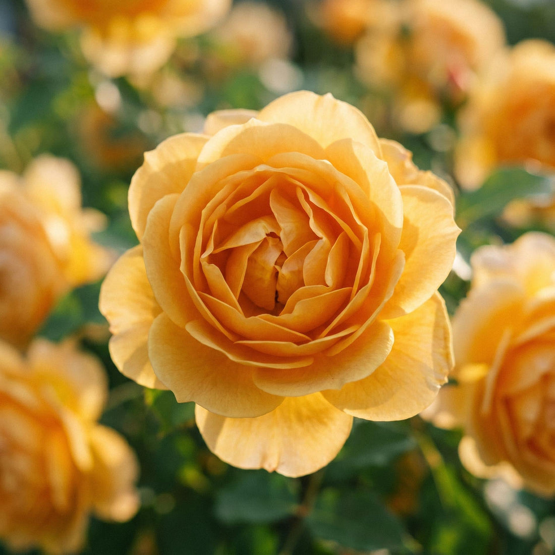 Ros 'Diamond Jubilee'