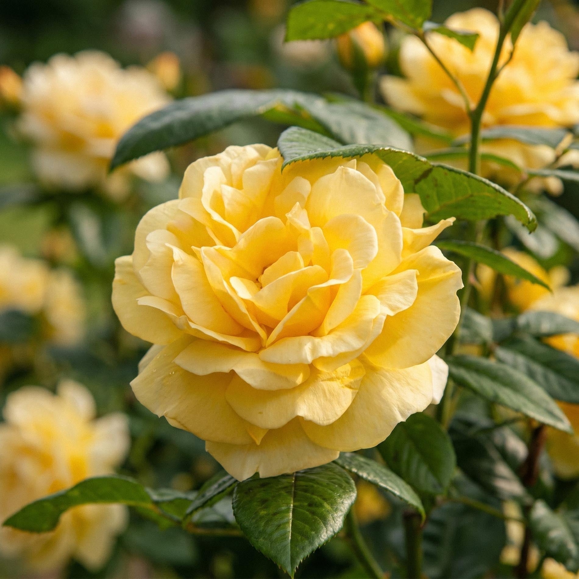 Ros 'Garden Princess'