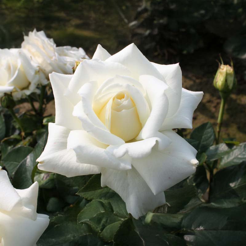Rose 'Annapurna'
