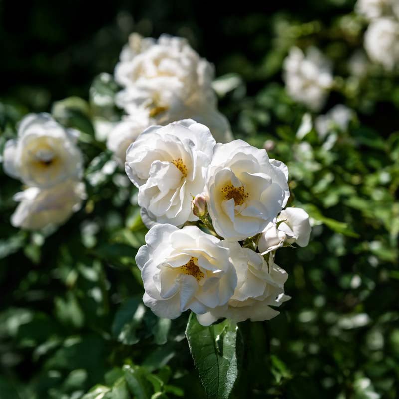 Rose 'Climbing Iceberg'