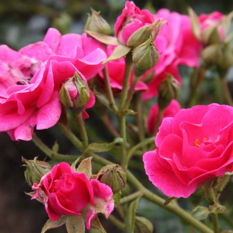 Rose 'Fairy Queen'