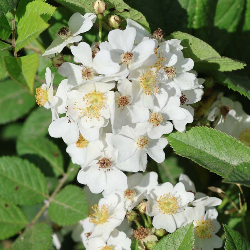 Rose 'Filipes Kiftsgate'