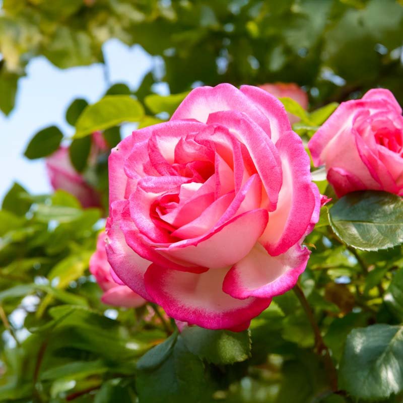 Rose 'Händel'