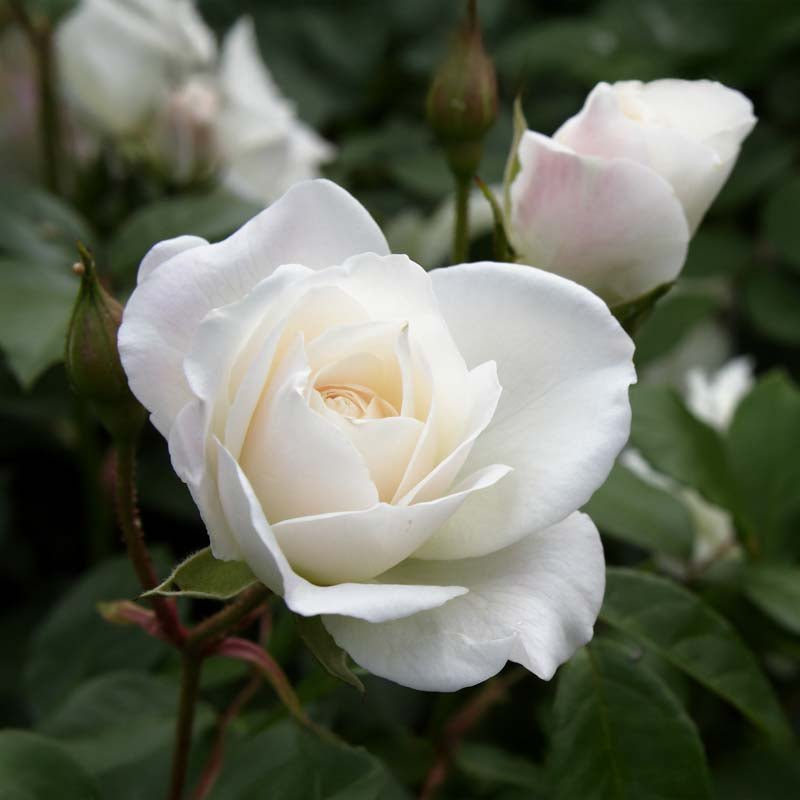 Rose 'Helga'