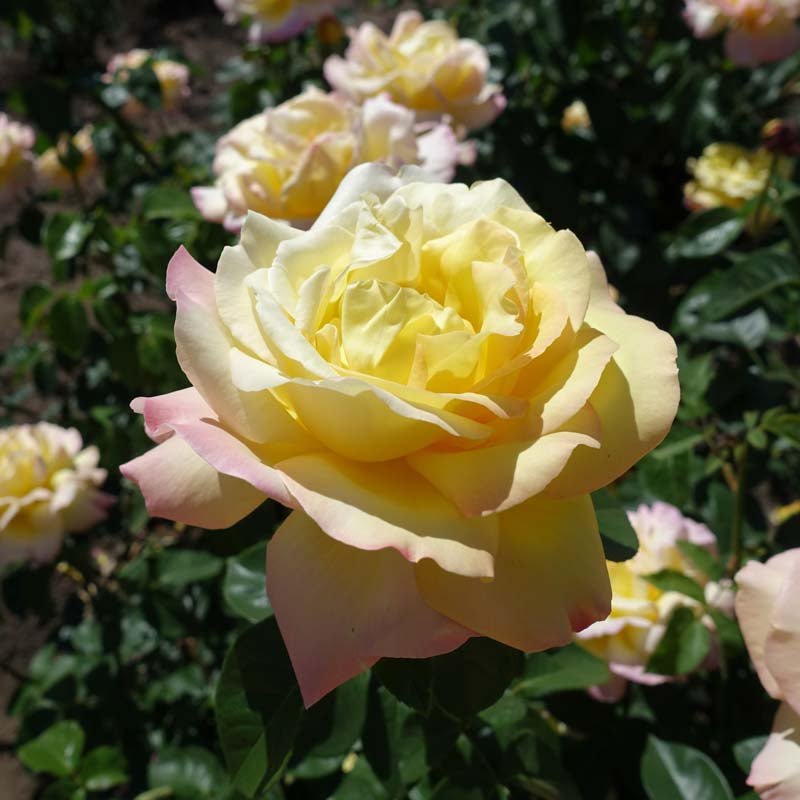 Rose 'Peace'