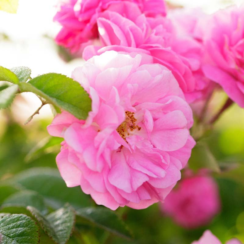 Rose 'Pink Cloud'