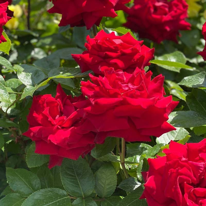 Rose 'Stromboli'