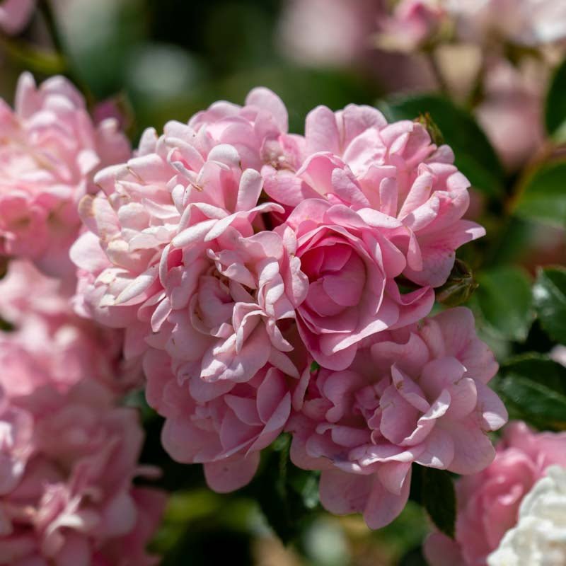 Rose 'The Fairy'