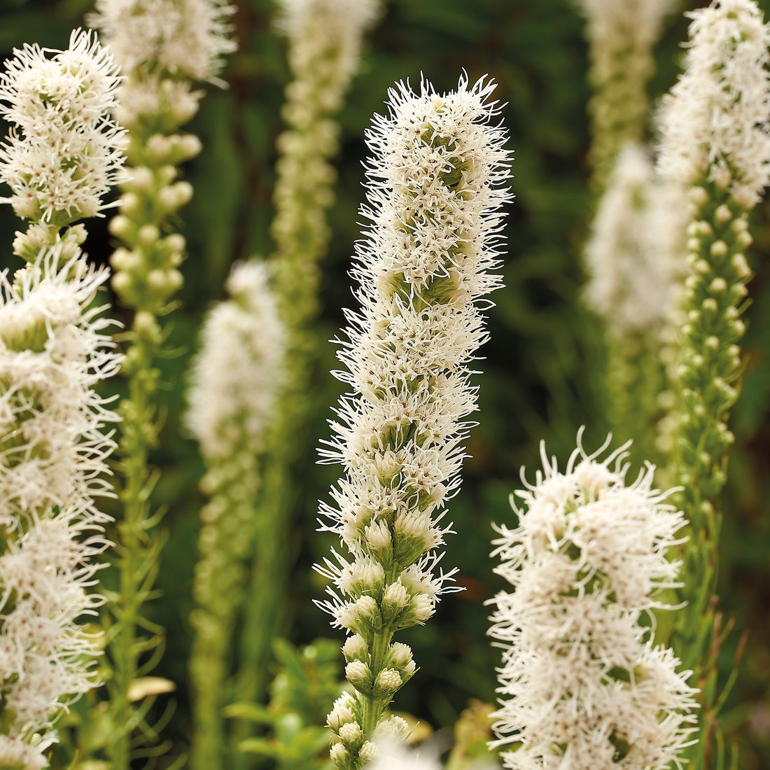 Rosenstav, Liatris 'Alba'