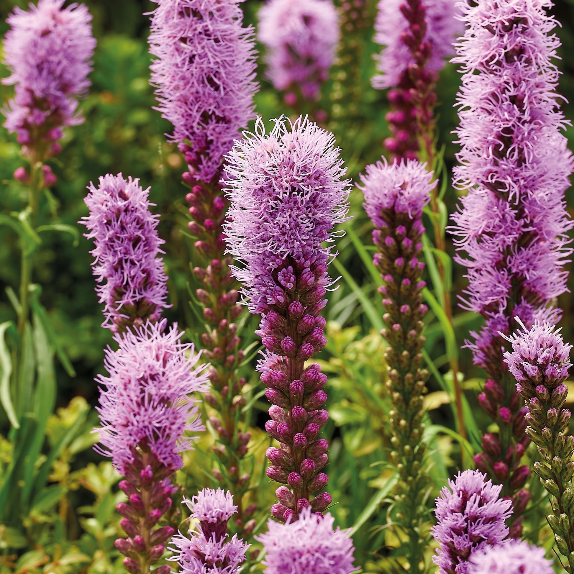 Rosenstav, Liatris 'Spicata'