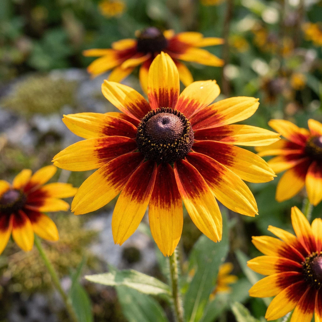 Rudbeckia frön 'Herbstwald' - 100 Ekologiska frön