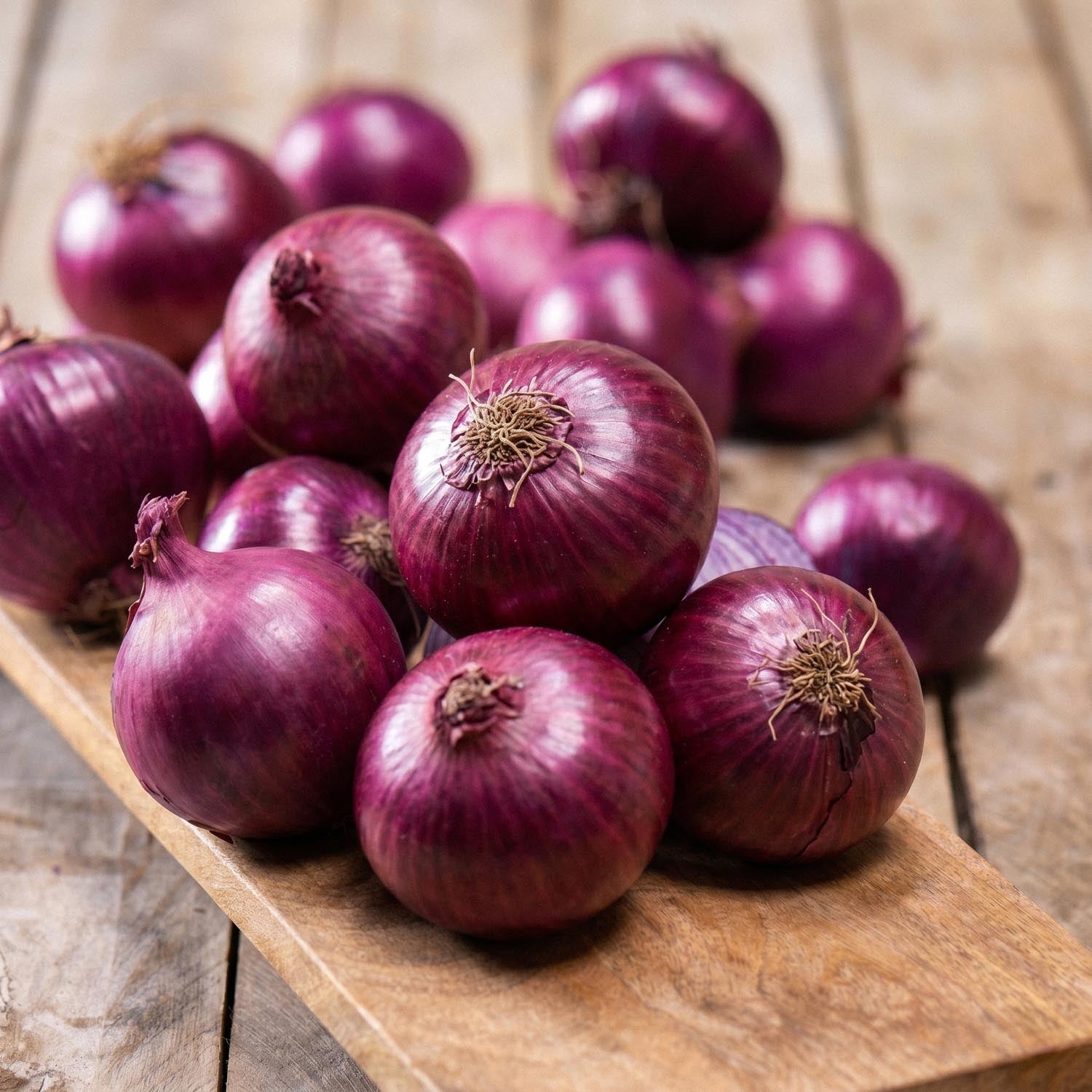 Sättlök, Allium 'Red Winter'