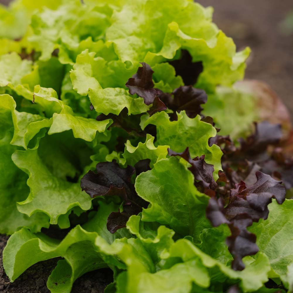 Salladsmix frö 'Mesclun' - 140 Ekologiska Frön