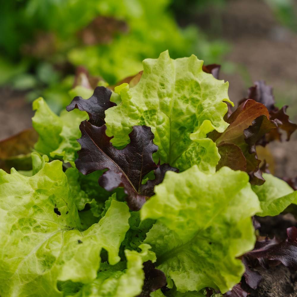 Salladsmix frö 'Mesclun' - 140 Ekologiska Frön