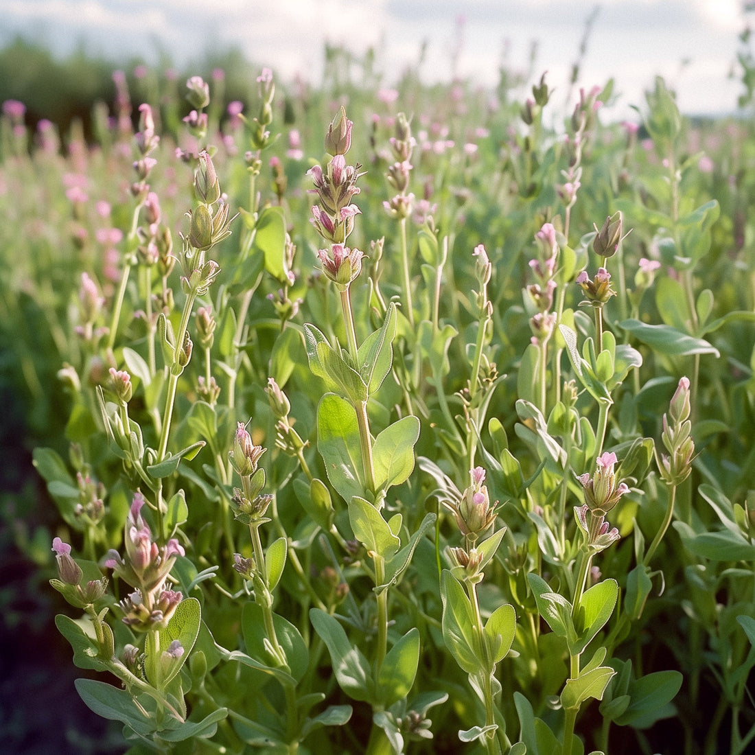 Salvia frön - 50 Ekologiska Frön