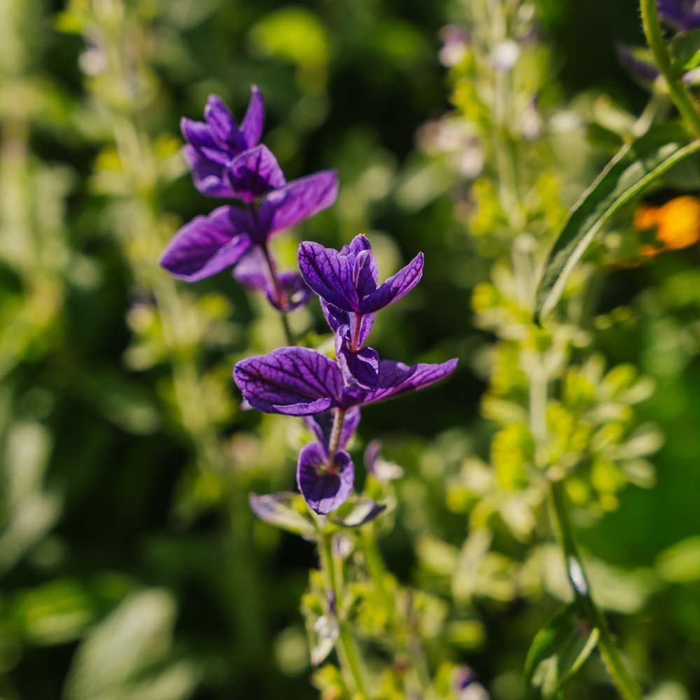Salvia frön 'Purple' - 50 Ekologiska Frön