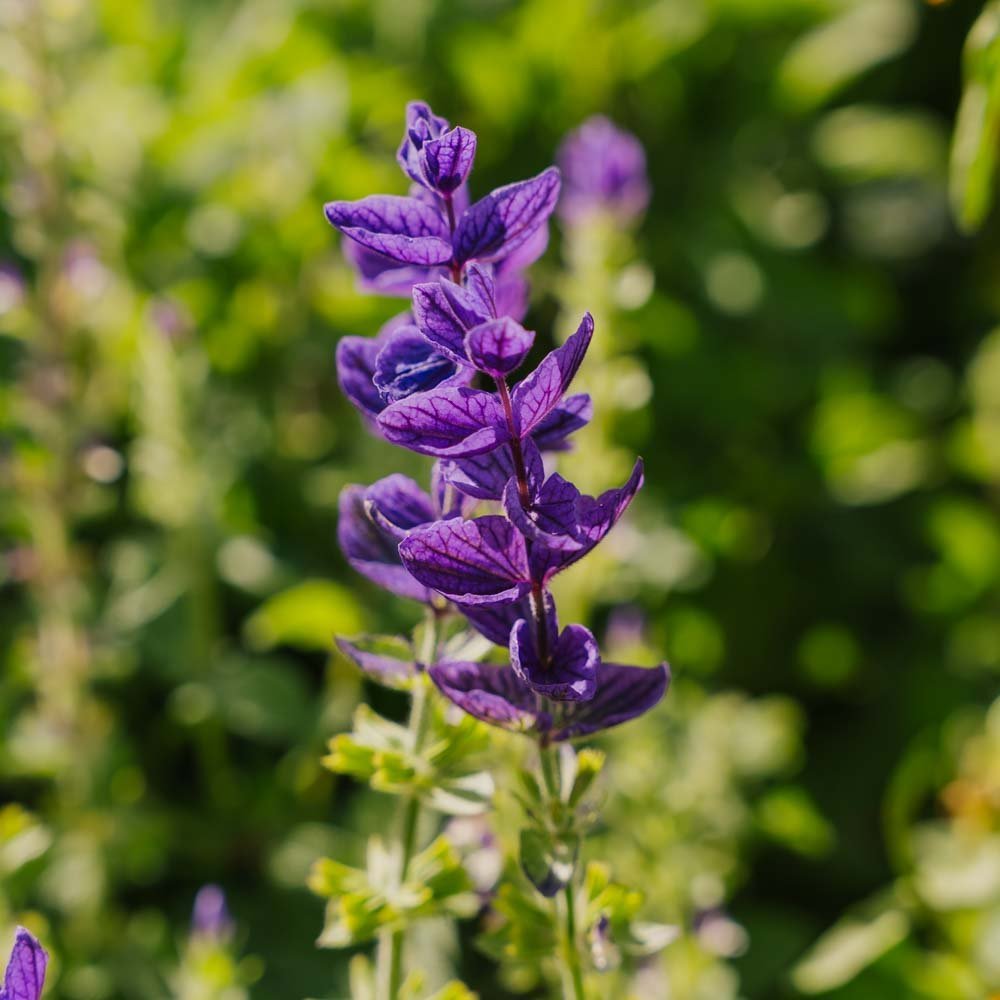 Salvia frön 'Purple' - 50 Ekologiska Frön