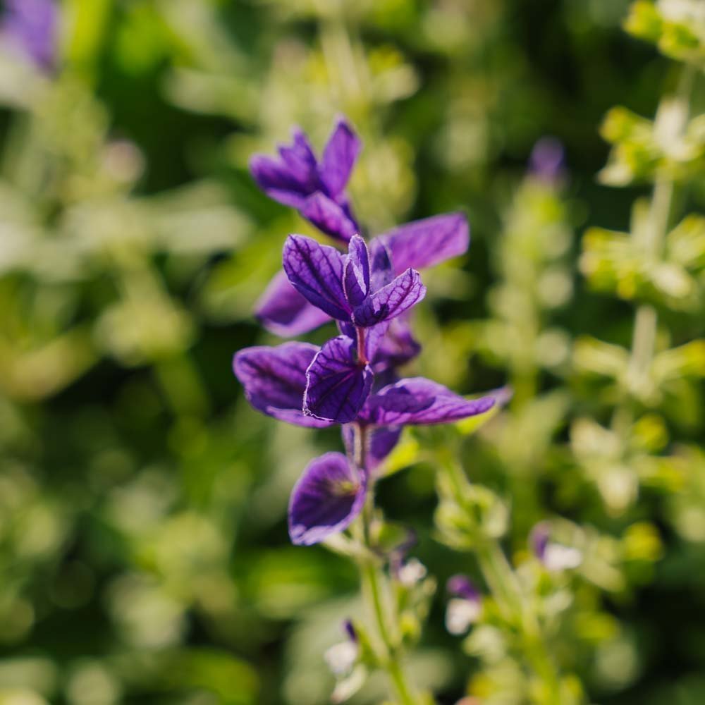 Salvia frön 'Purple' - 50 Ekologiska Frön