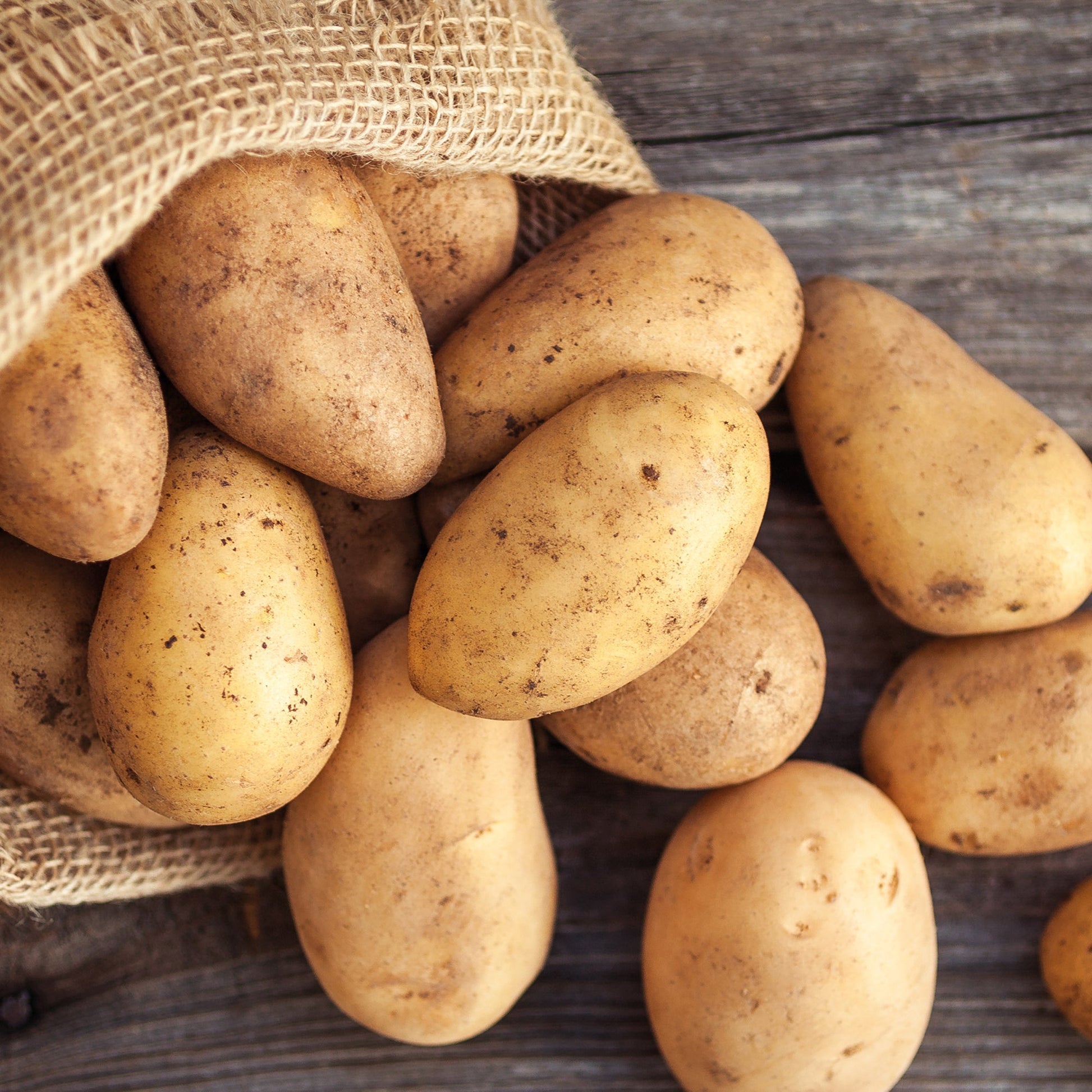 Sättpotatis 'Annabelle'