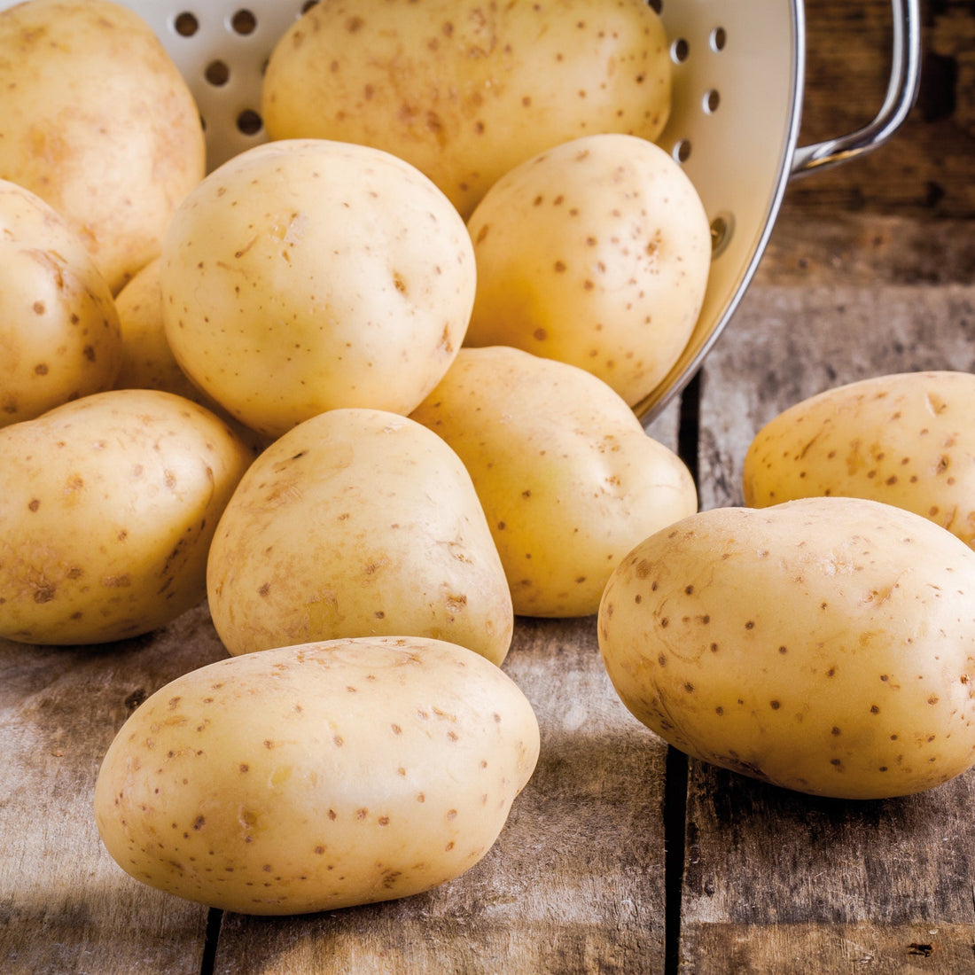 Sättpotatis 'Frieslander'