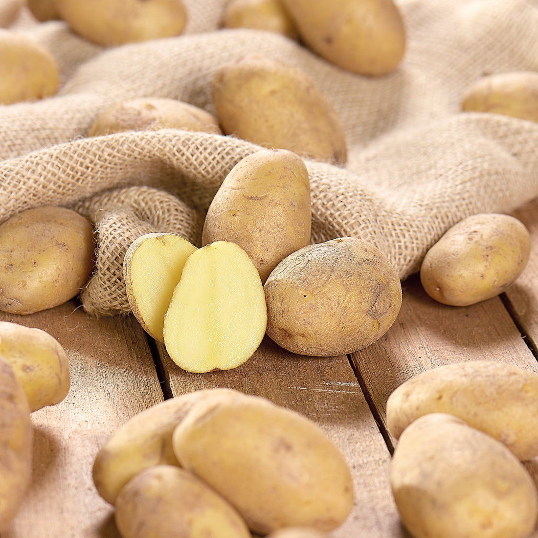 Sättpotatis 'Nicola'