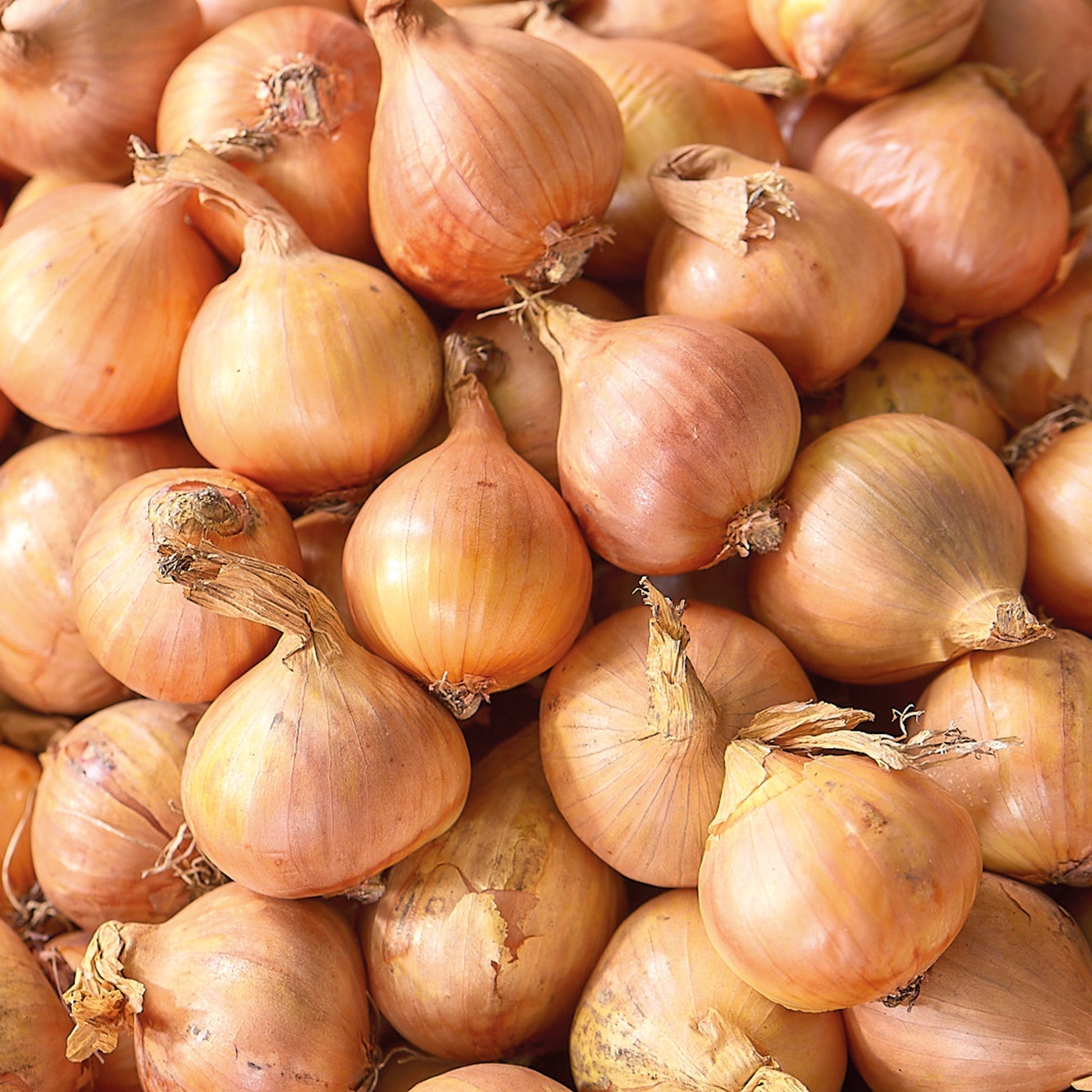 Schalottenlök 'Golden Gourmet'