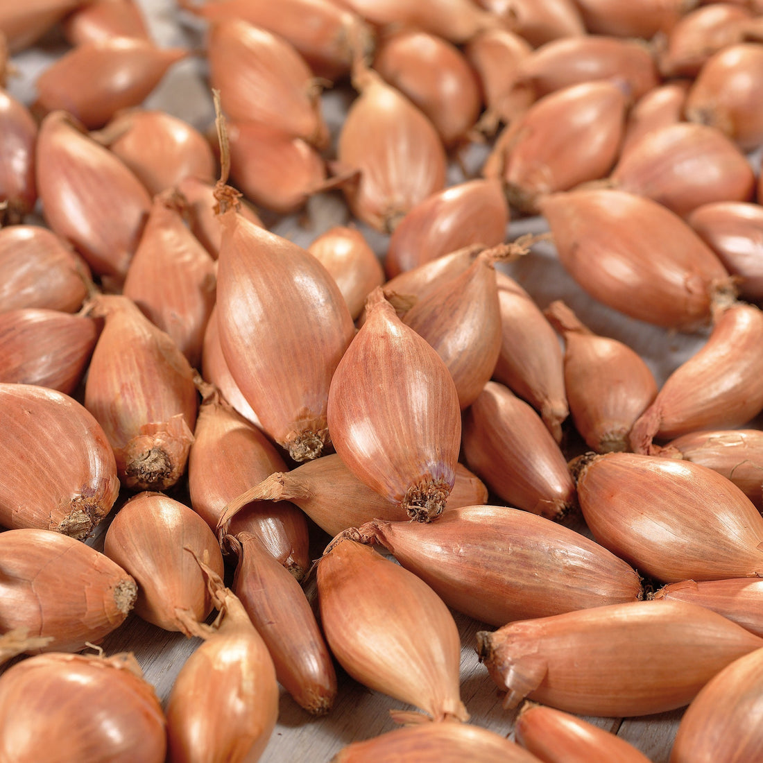 Schalottenlök 'Longor'