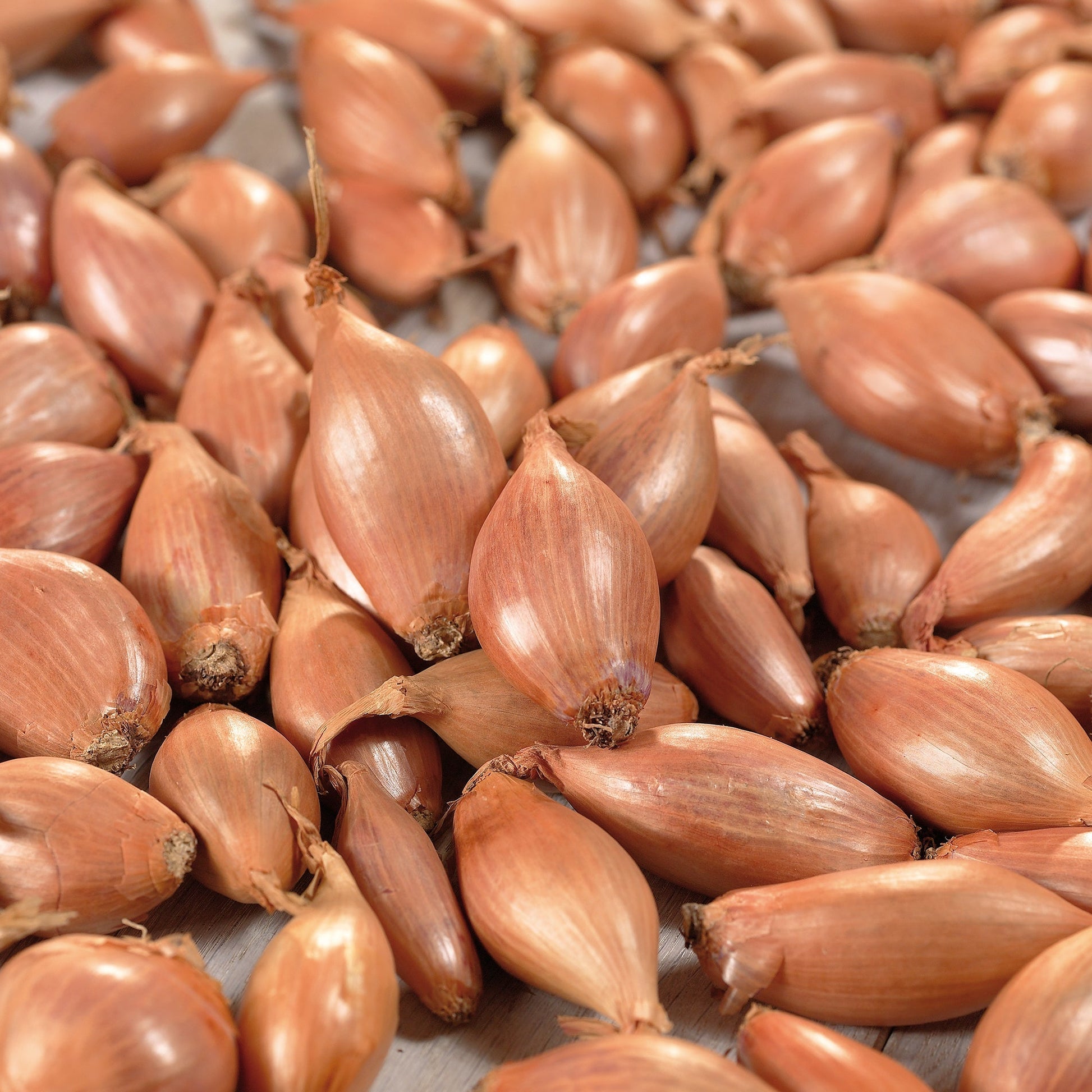 Schalottenlök 'Longor'