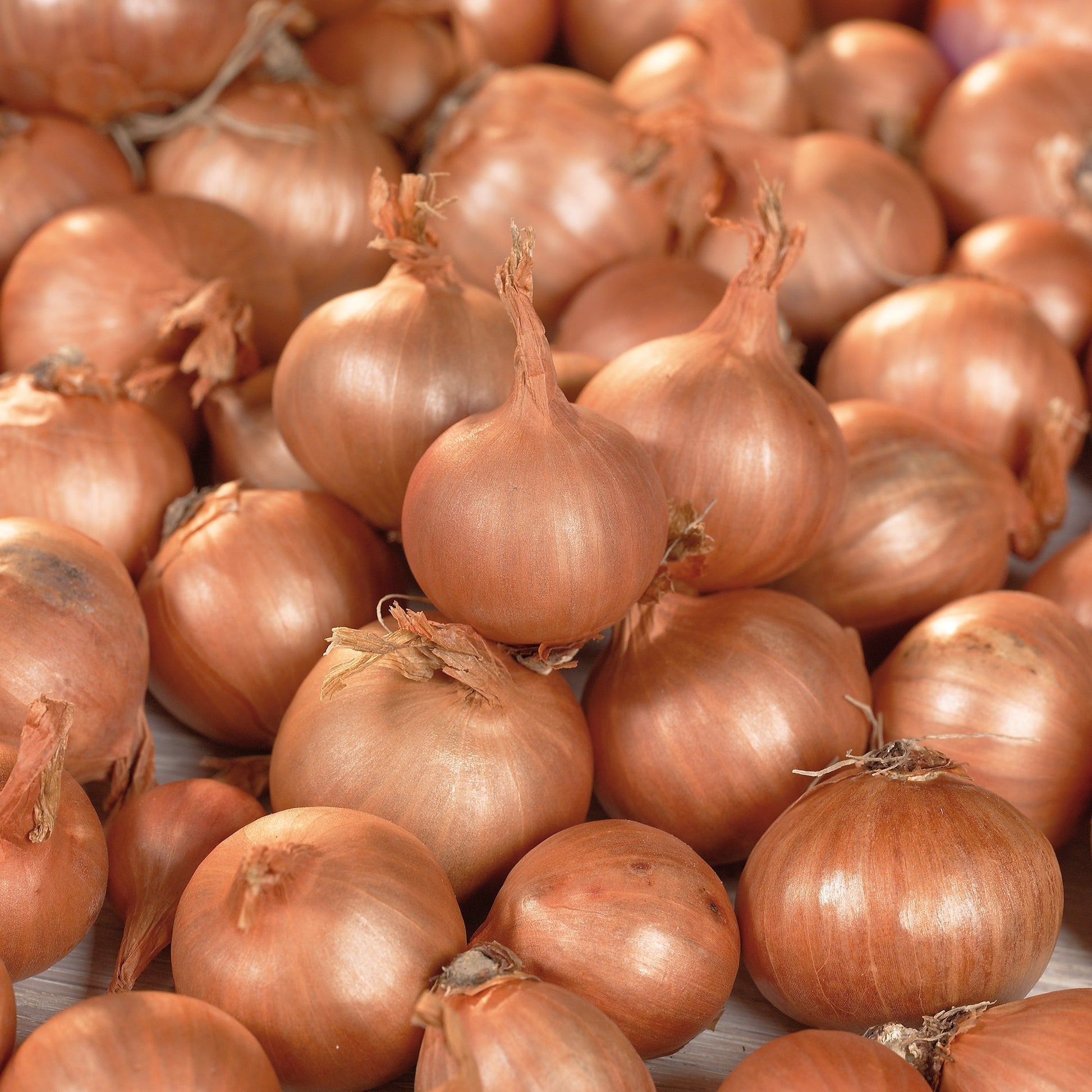 Schalottenlök 'Red Sun'