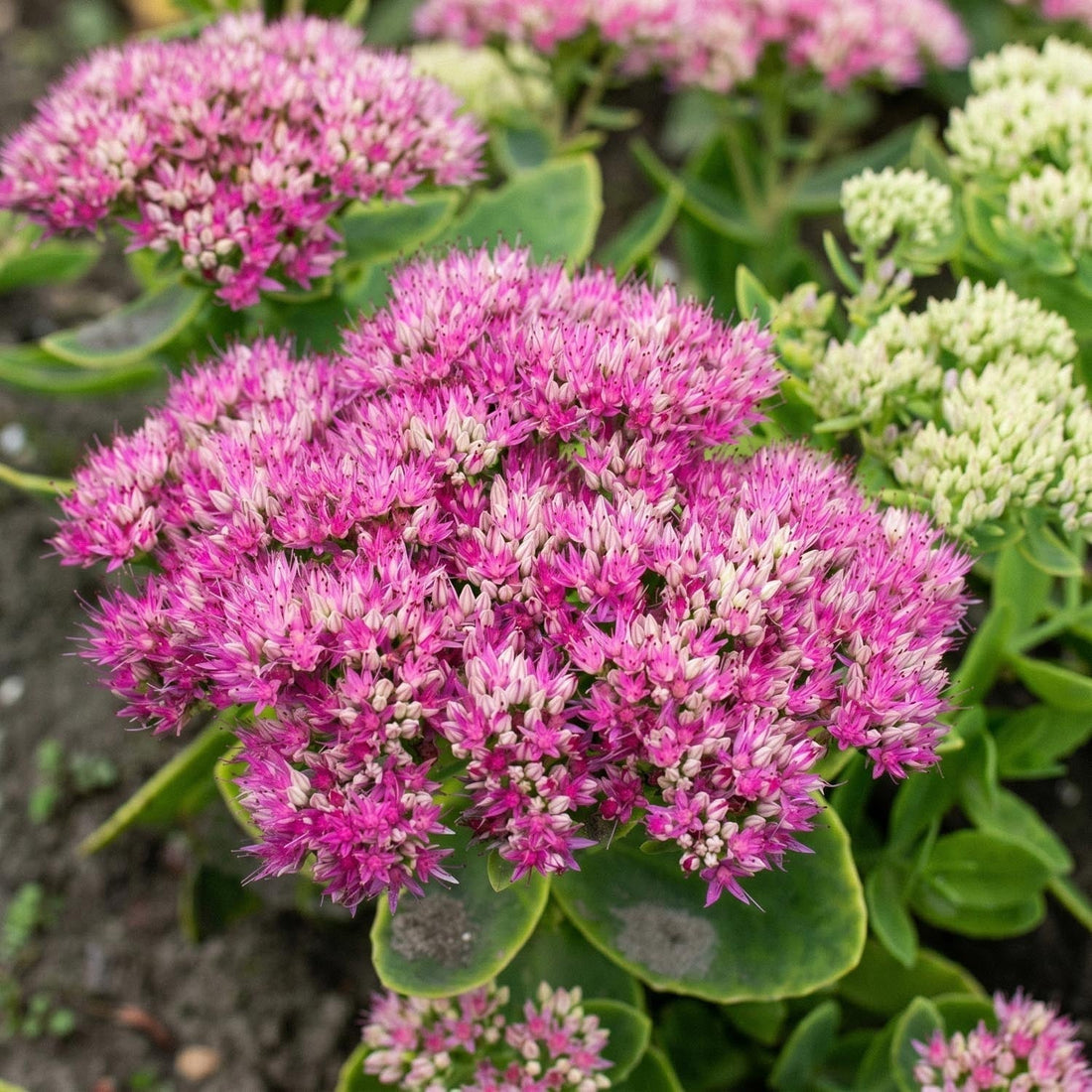 Sedum, Fetknopp 'Brillant'