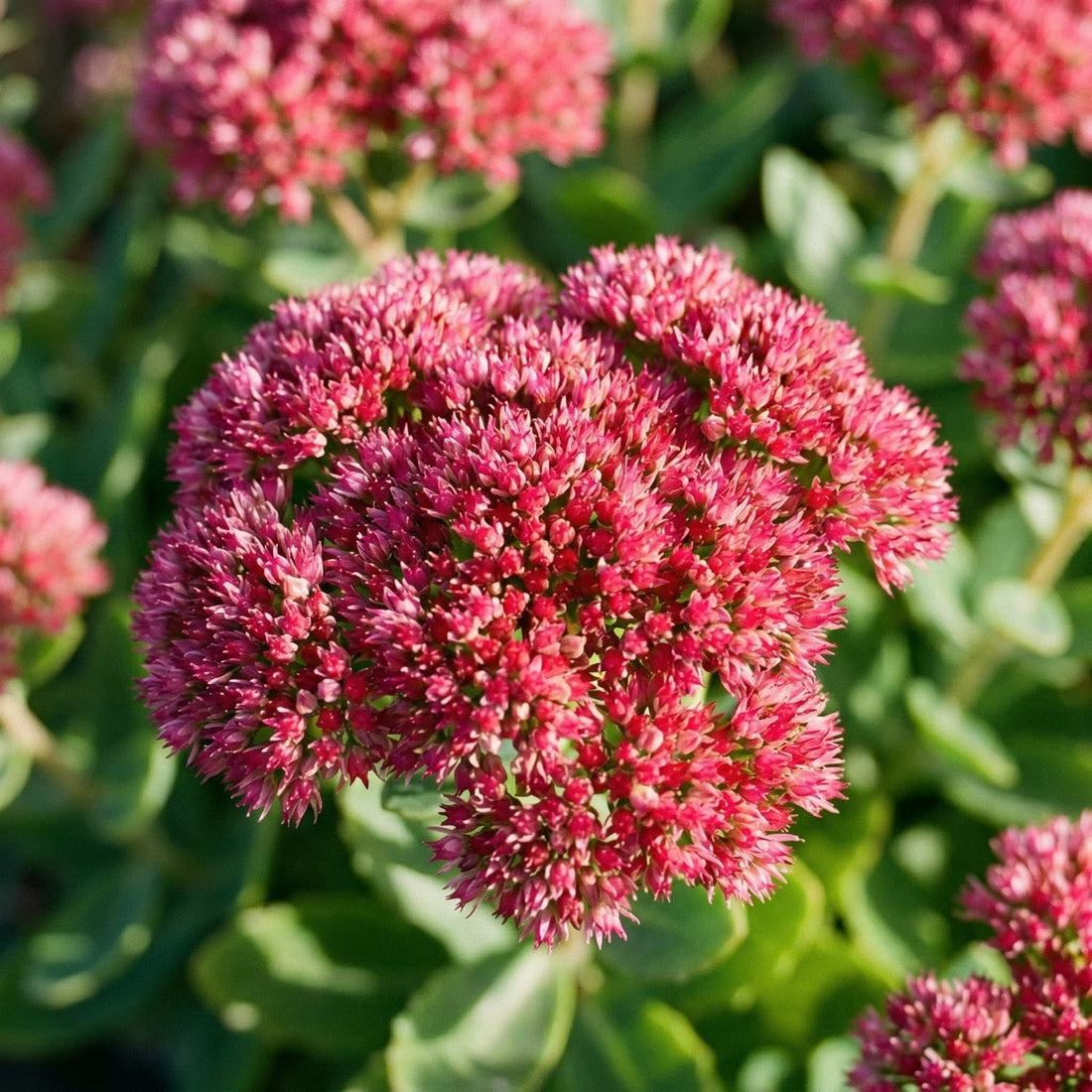 Sedum, Fetknopp 'Herbstfreude'