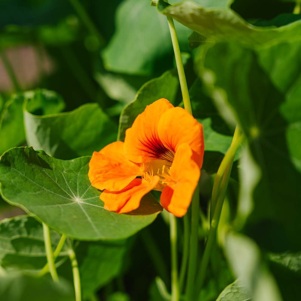 Slingerkrasse frö 'Garden Nasturtium, non trailing' - 8 Ekologiska Frön